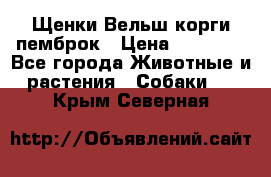 Щенки Вельш корги пемброк › Цена ­ 35 000 - Все города Животные и растения » Собаки   . Крым,Северная